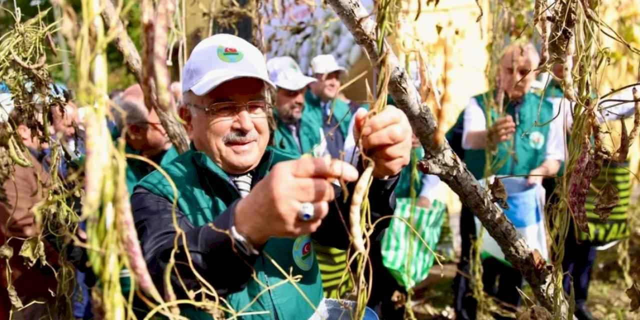 Ordu’da Akkuş fasulyesi markalaşıyor, hasat başladı