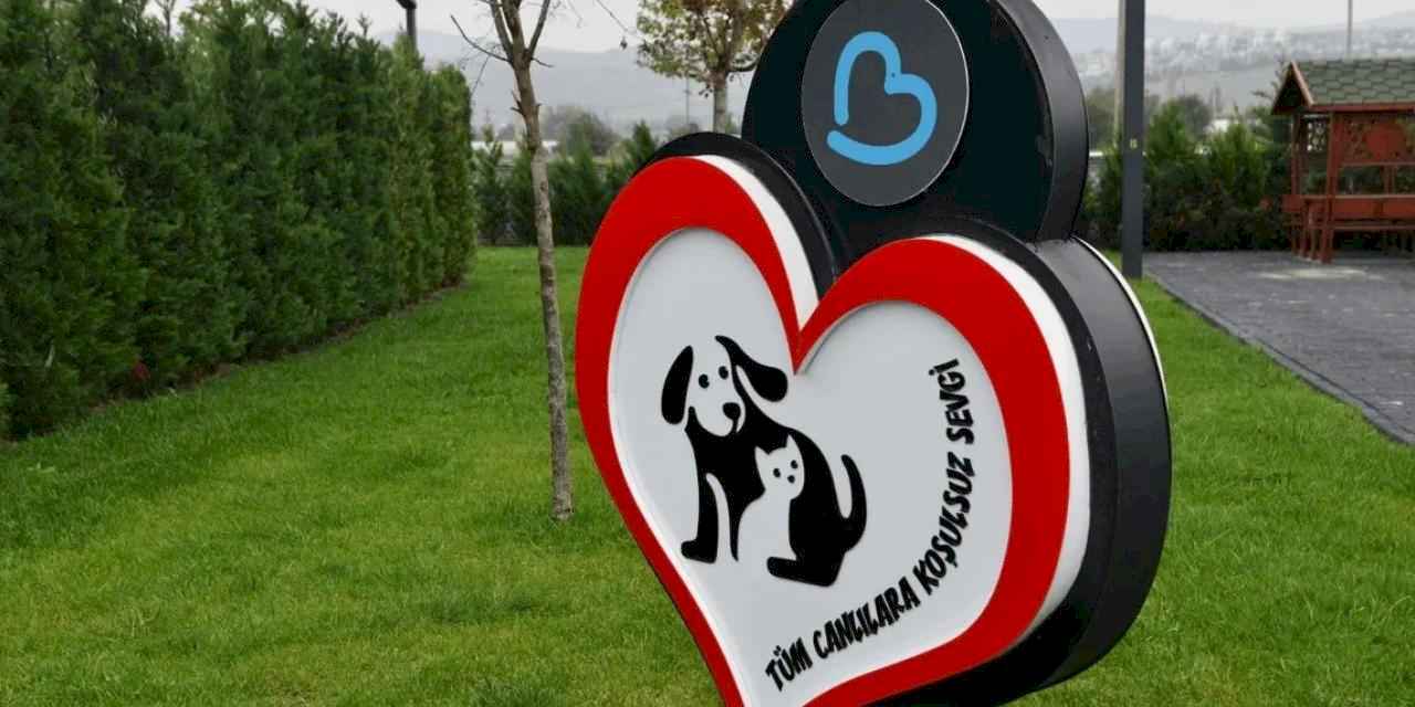 Balıkesir’de can dostlar Büyükşehir eliyle güvende