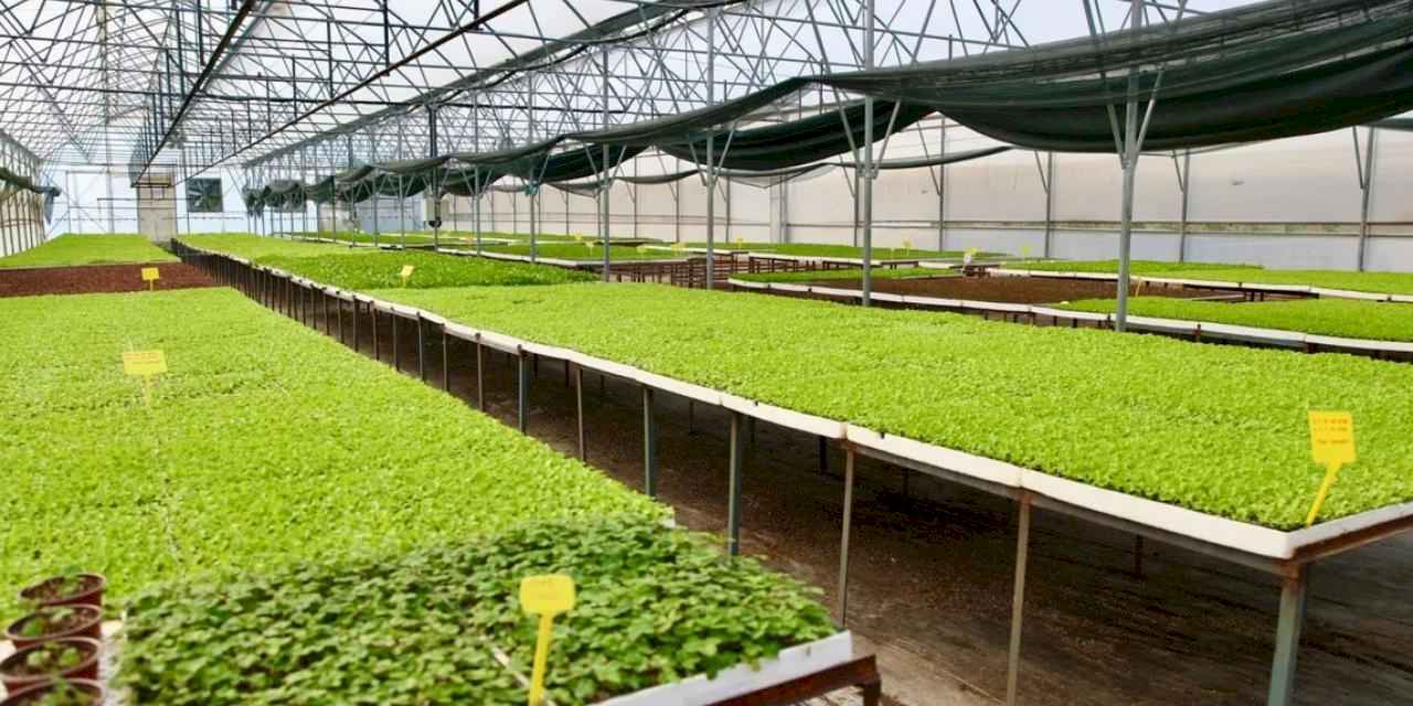400 Bin Kışlık Sebze Fidesi Dağıtıma Hazır