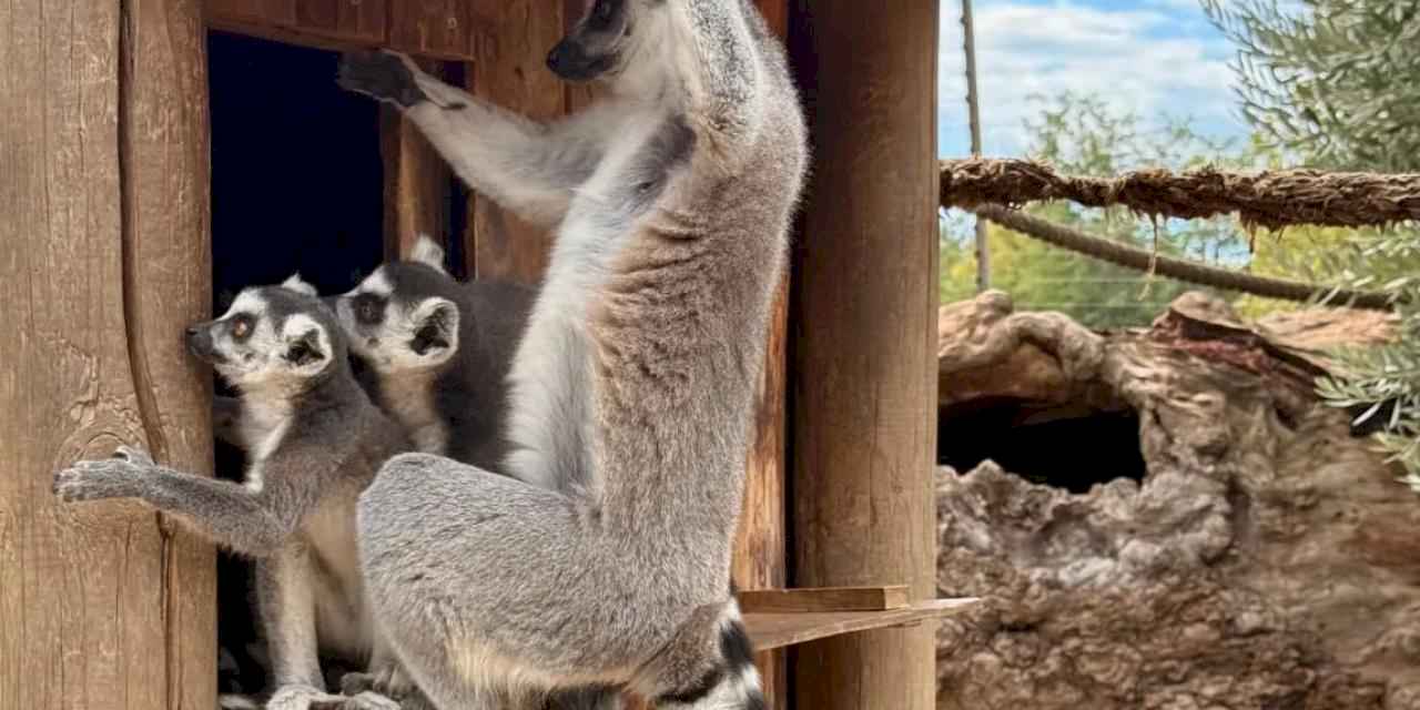 İzmir'de davranış zenginleştirme atölyesi