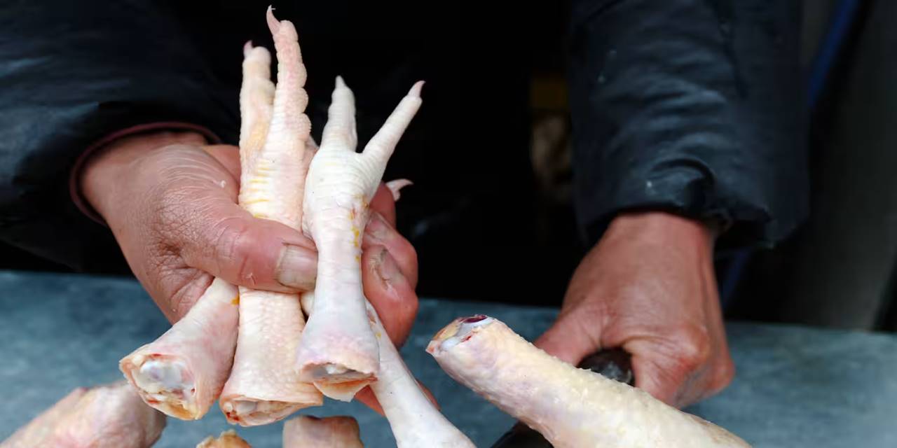 Kanatlı sektörü, Çin’e tavuk ayağı iznini bekliyor