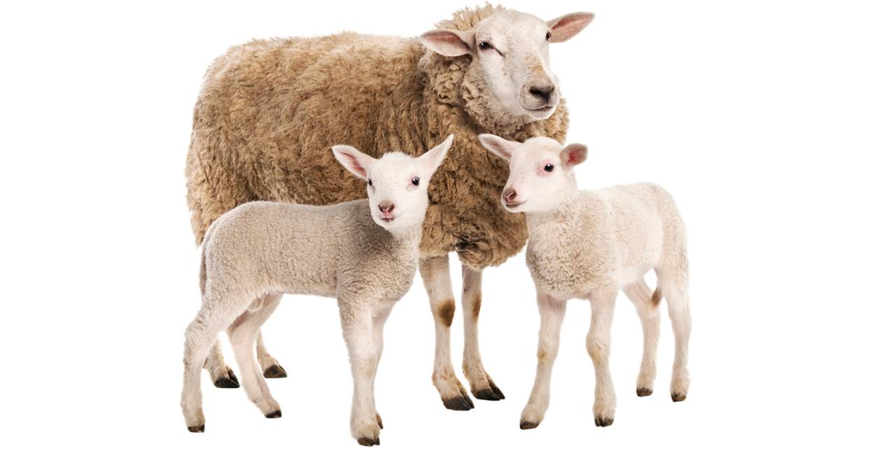 Kırmızı ette haksız fiyat oyunu!