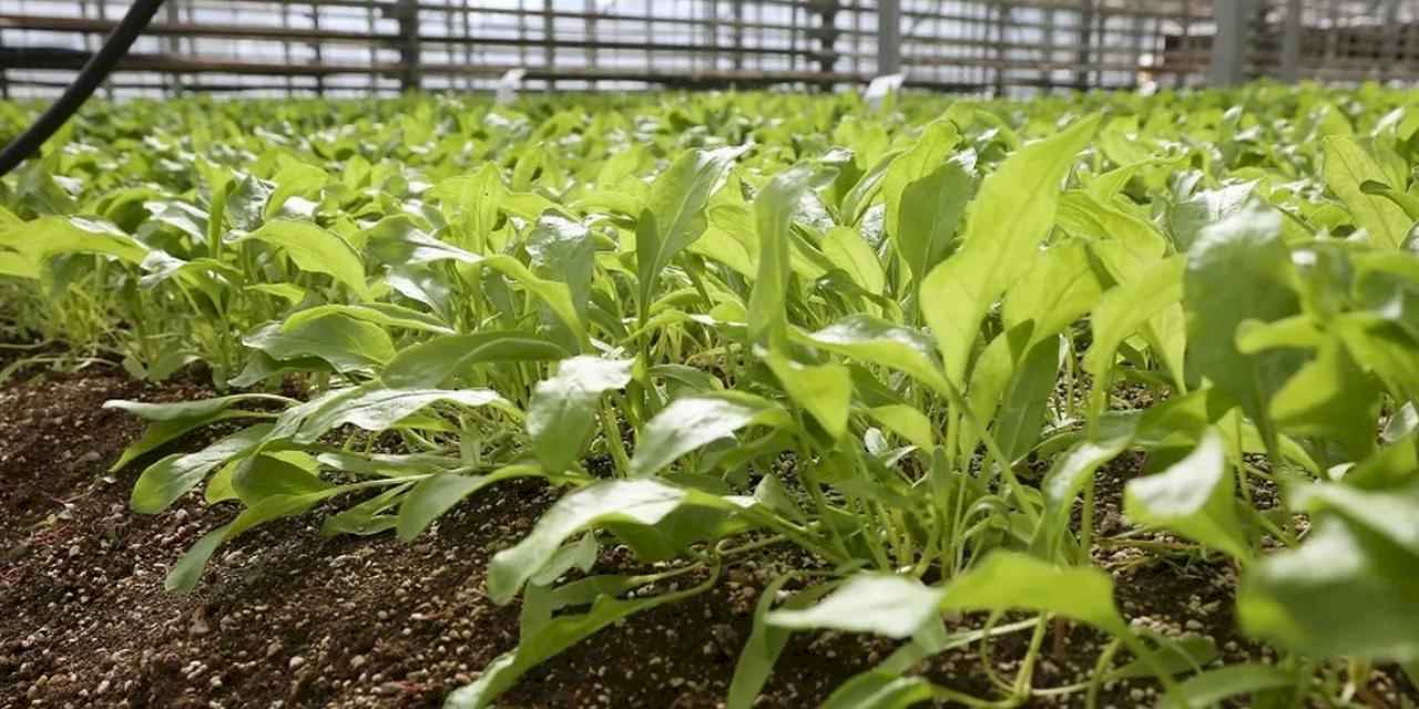 Konya Şeker pancar testlerinde dünya liginde!