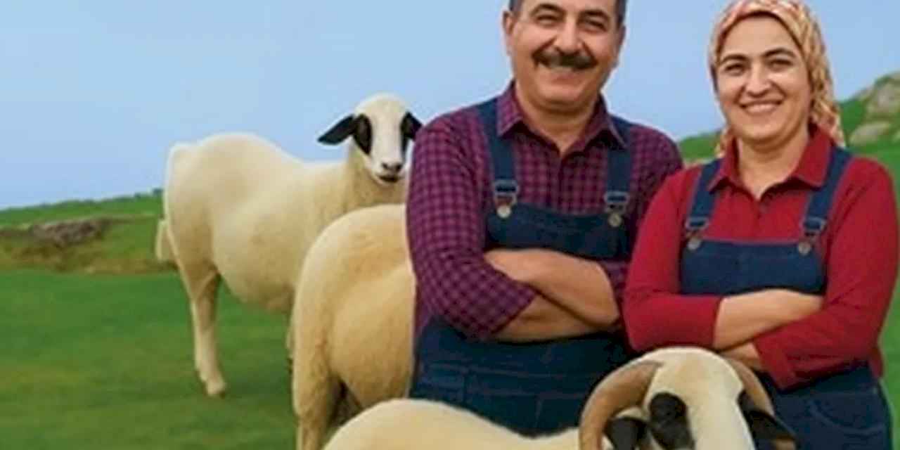 Denizli Büyükşehir’den üreticiye koyun ve koç desteği