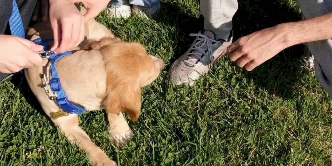 “Pati İzi” sokak hayvanlarına umut oluyor