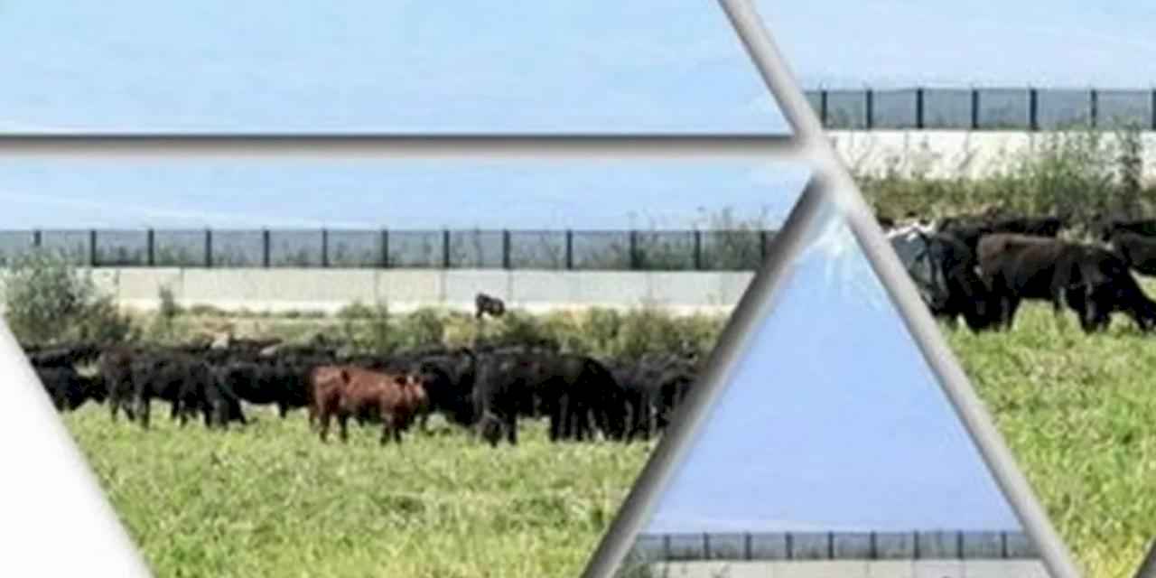 TİGEM’den 'Kırsalda Bereket Hayvancılığa Destek Projesi' için yeni duyuru