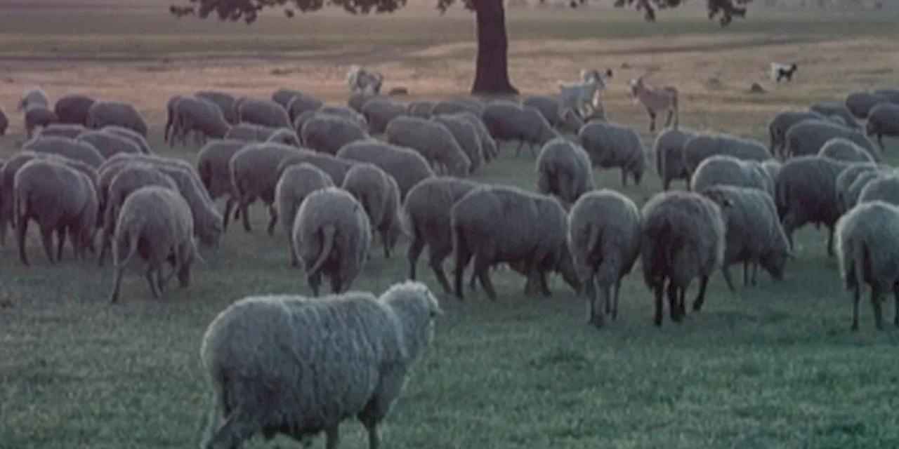 Küçükbaş ve sürü sağlığı ödemeleri artıyor!