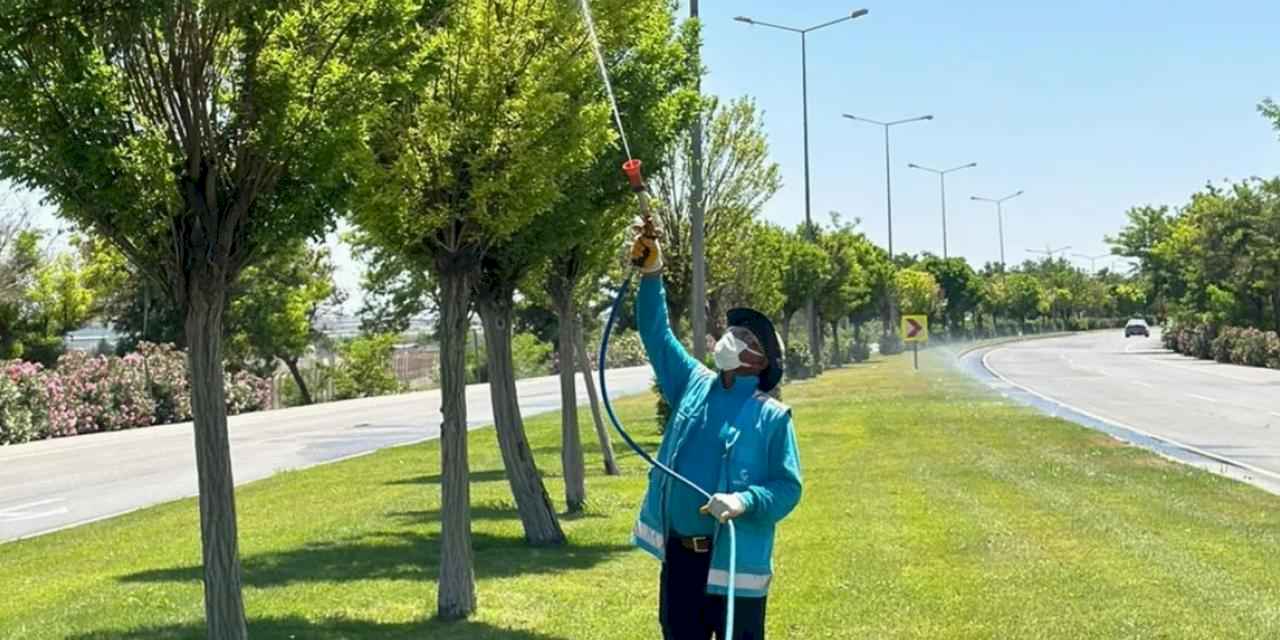 Gaziantep’te yoğun ilaçlama seferberliği