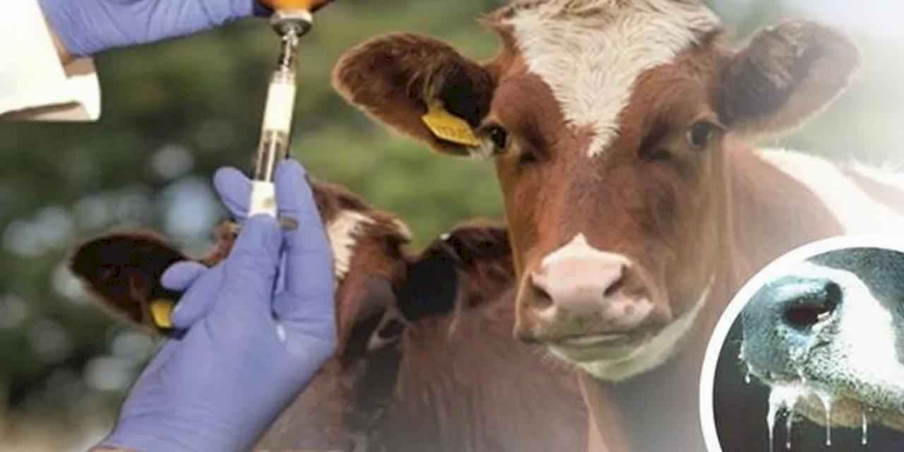 Şap hastalığı kontrol altında!