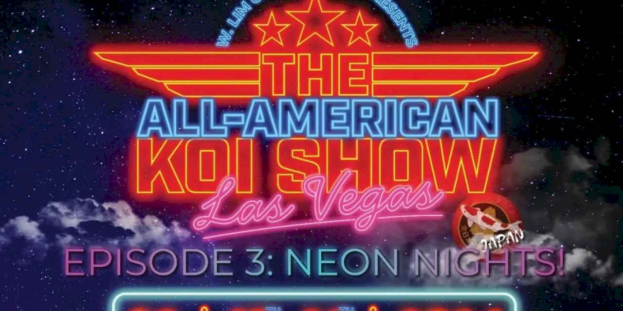 All American Koi Show 2026: Koi dünyasının en prestijli yarışması Las Vegas'a dönüyor