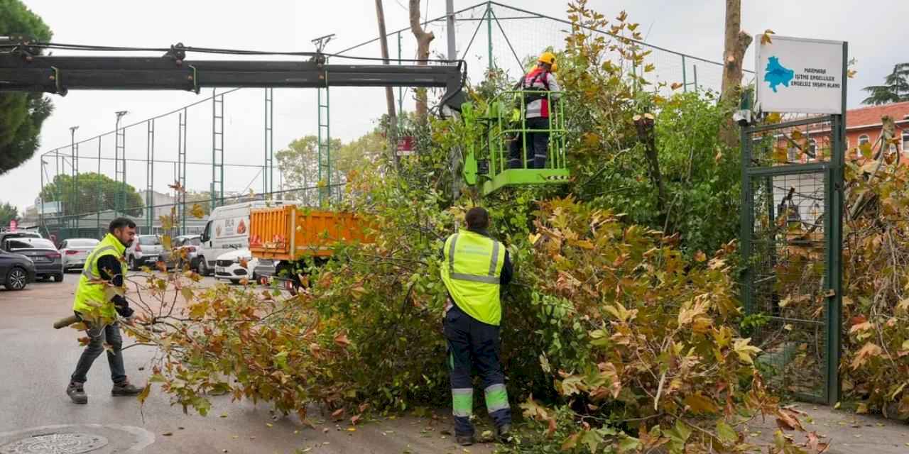 İstanbul Maltepe’de budama zamanı