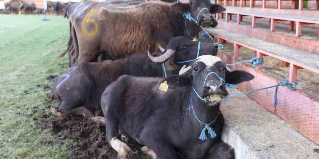 Yok oluyordu, şimdi hayat buluyor!