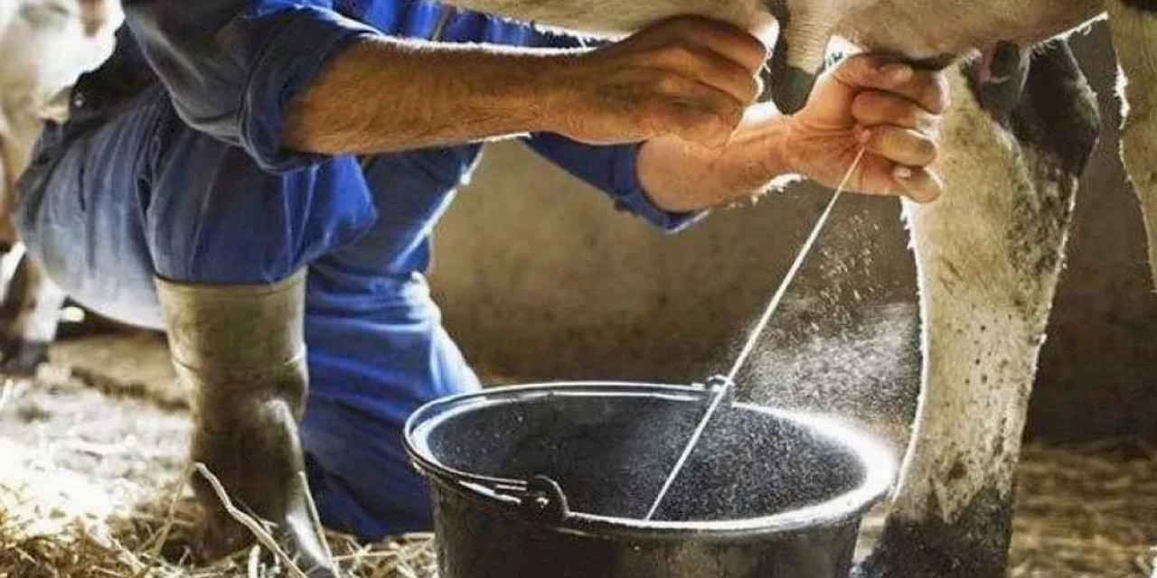 Çiğ inek sütünün sınıflandırılmasına ilişkin tebliğde değişiklik