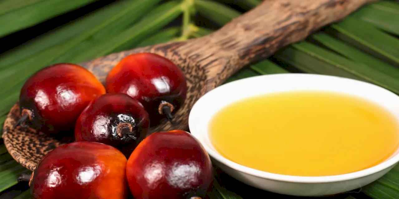 Palmiye yağının sağlık rolü bilimsel bulgularla netleşiyor