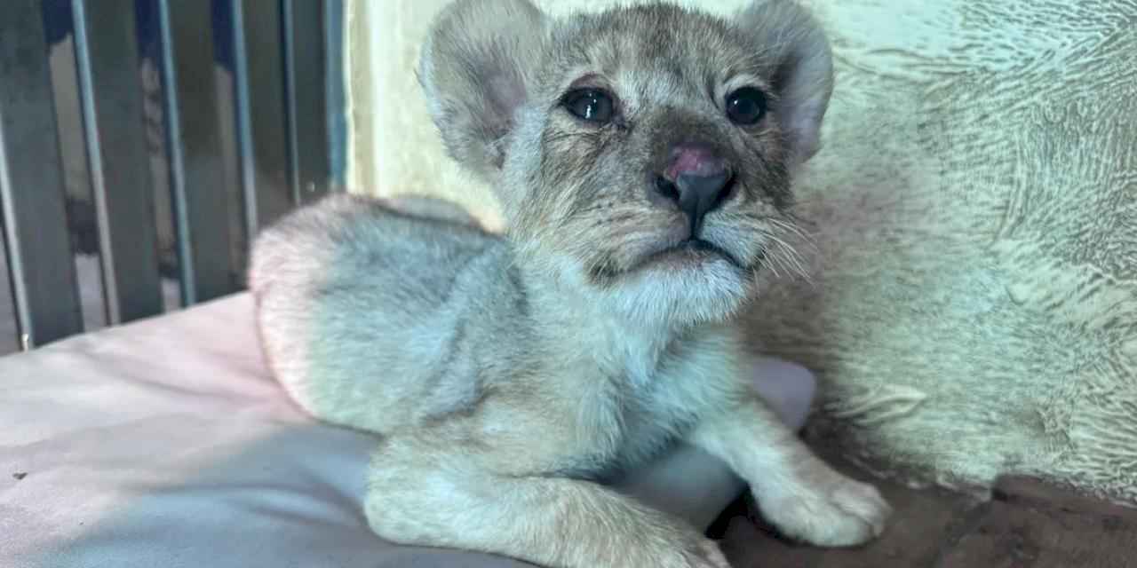 Tuzla'da kaçak aslan yavrusu kurtarıldı... Tedavisi Aslan Park’ta sürüyor