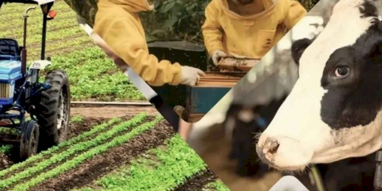 Çiftçiye 1,5 milyar TL destek hesaplarda