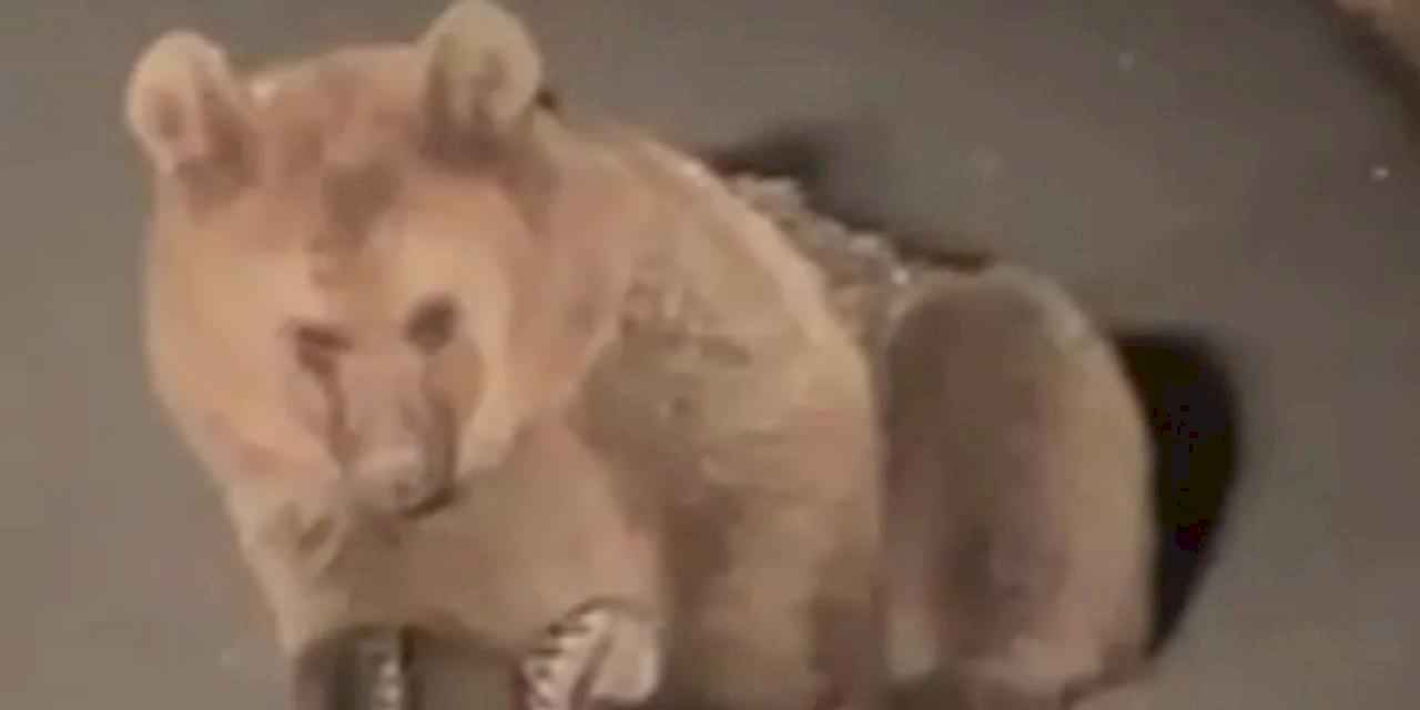 Yaralı bozayı Kars'ta tedavi altında