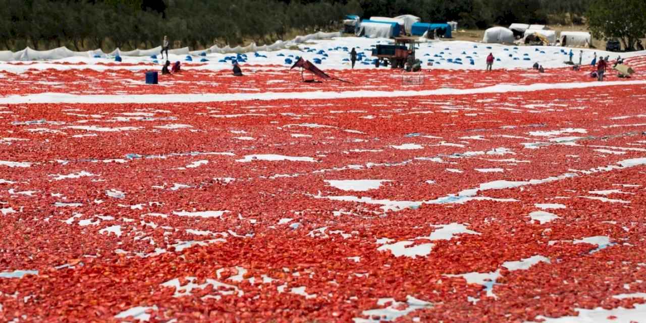 Türkiye, Kuru Domates İhracatında Dünya İkincisi Oldu