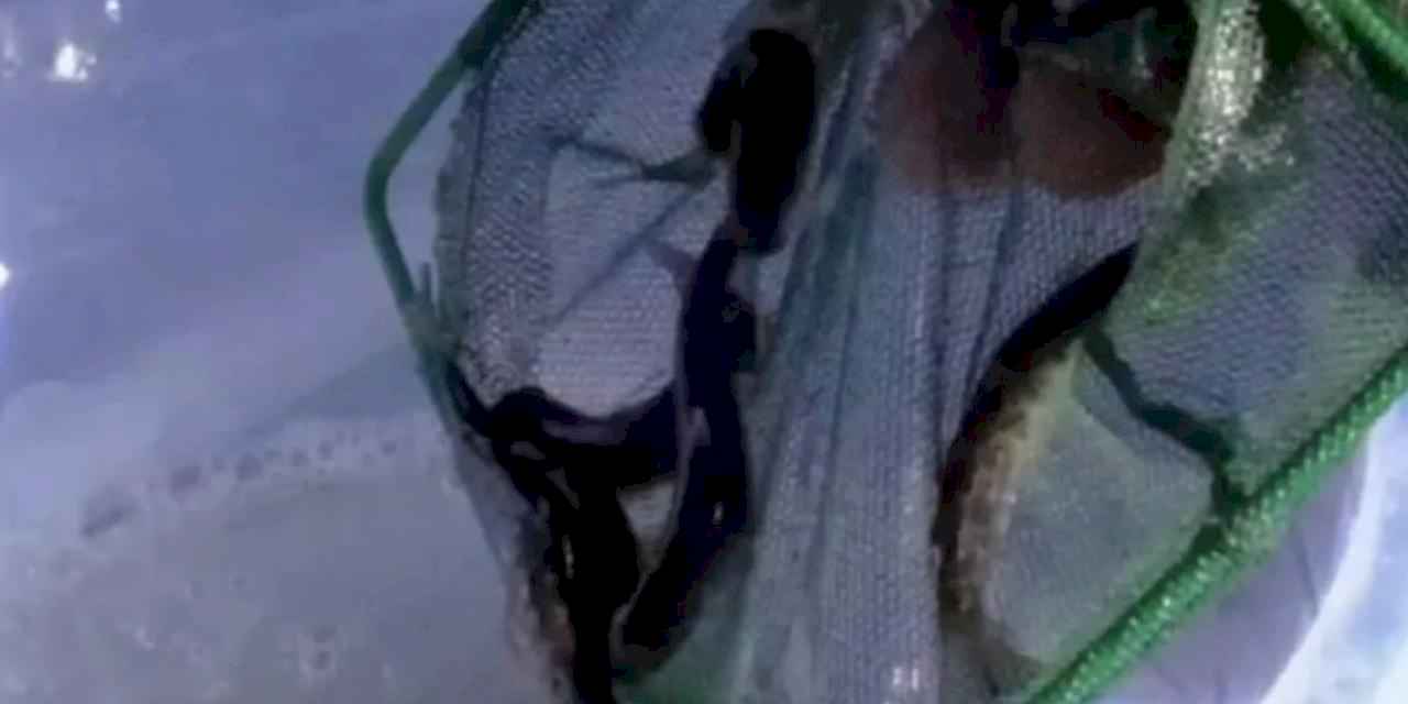 Kastamonu dereleri kırmızı benekli alabalıklarla yeniden can buldu