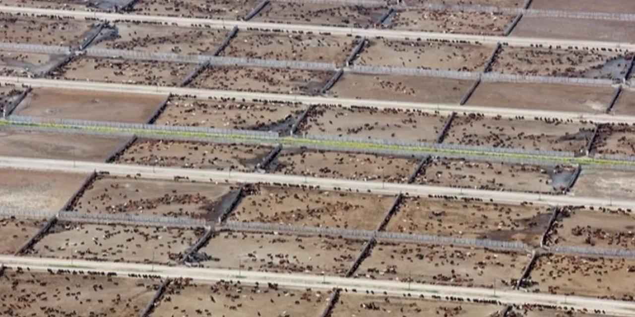 Endüstriyel hayvancılık küresel iklim hedeflerini tehdit ediyor