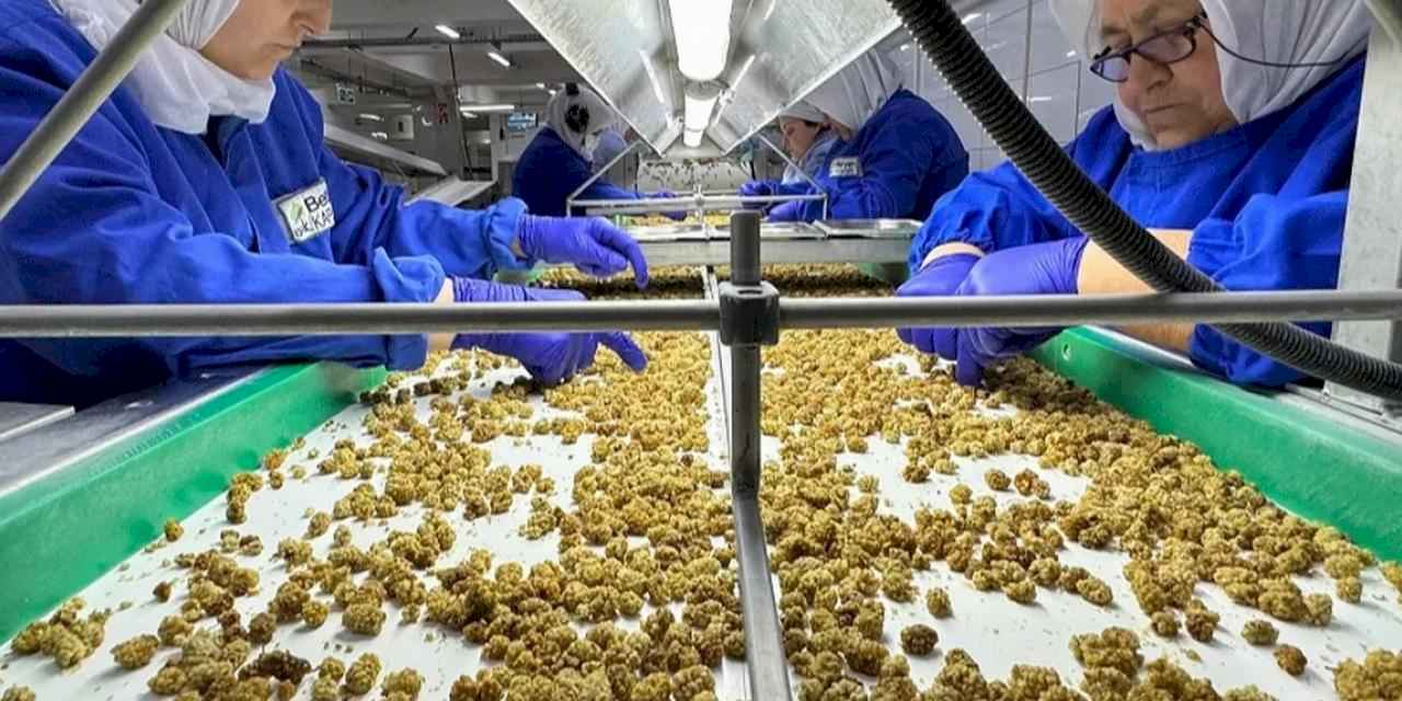 Çin’de organik sektörü 15 milyar dolarlık hacme ulaştı