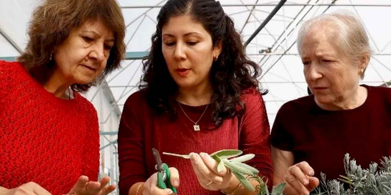 Antalya’da 'Tıbbi ve Aromatik Bitki Yetiştiriciliği' kursu ilgi görüyor