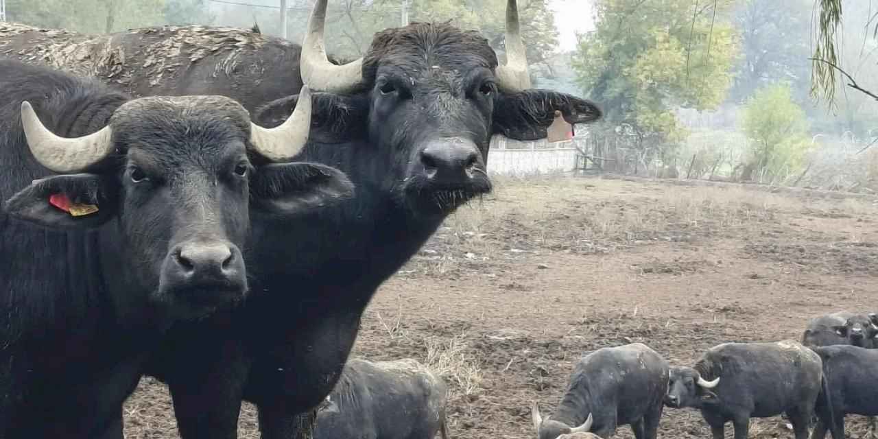 Kocaeli’de manda desteğiyle verim arttı