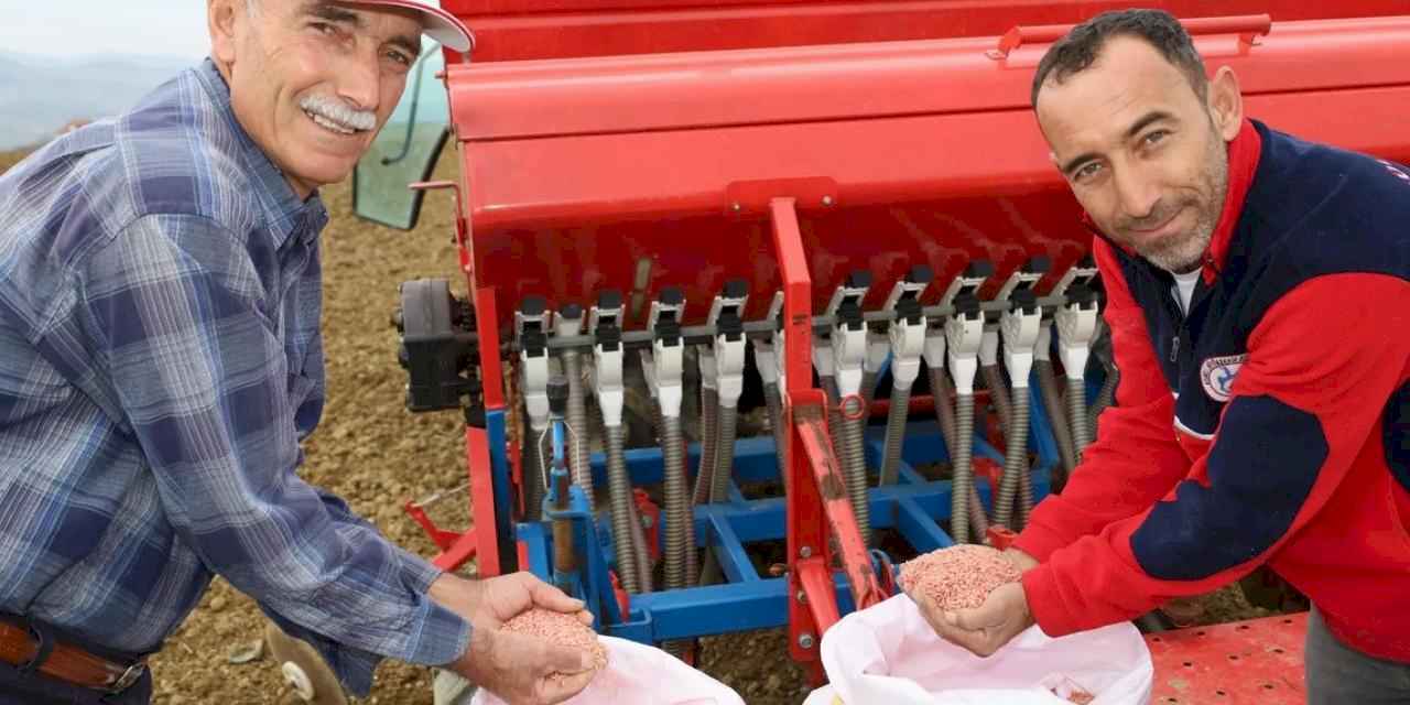 Kocaeli'nin hibeli tohumları toprakla buluştu