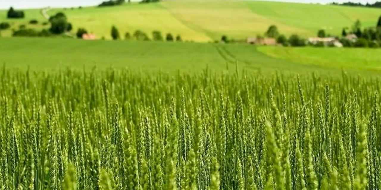 Tarım-ÜFE yıllık yüzde 45,40 arttı! Tek yıllık bitkisel ürünlerde sert fiyat artışı