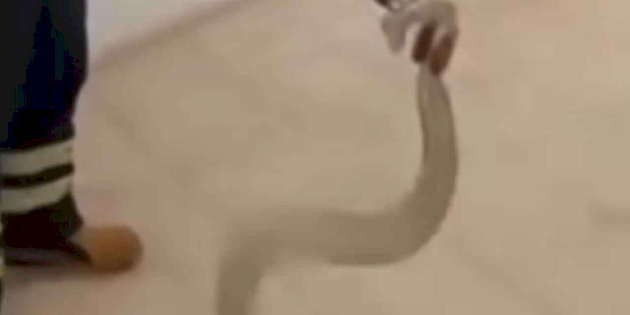 Adıyaman'da cami lavabosunda zehirli yılan paniği