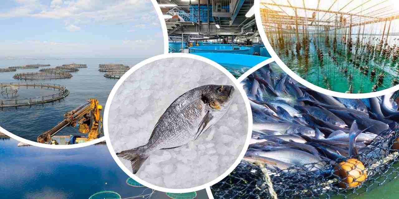 Su Ürünleri ve Hayvansal Mamuller İhracatının Yüzde 47’si Ege Bölgesi’nden