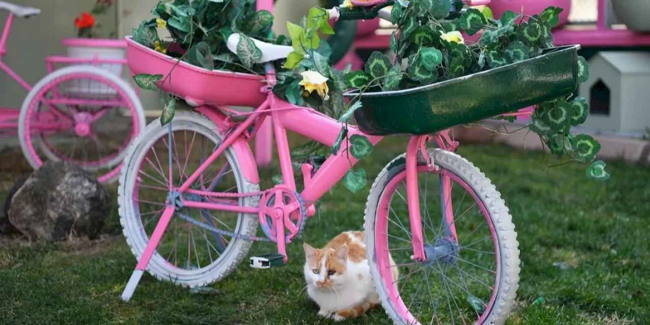 Kayseri Büyükşehir'den sokak kedilerine sıcacık yuva