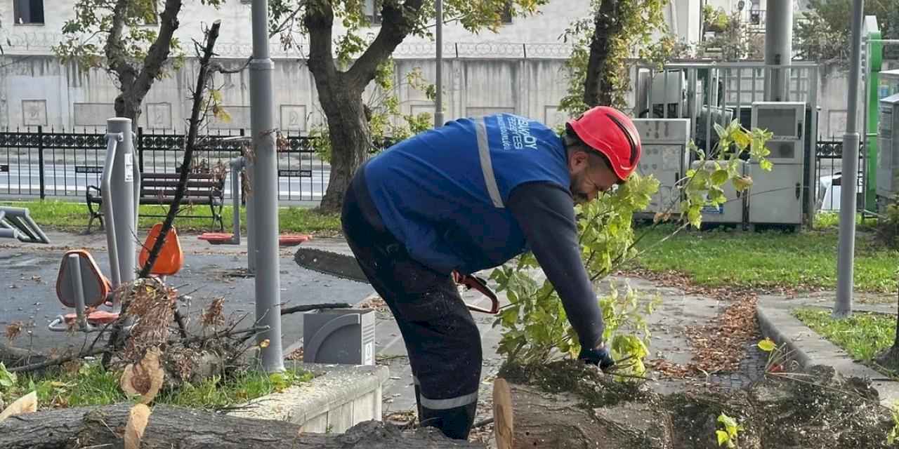 İstanbul Bakırköy'de teke böceğine karşı etkin mücadele