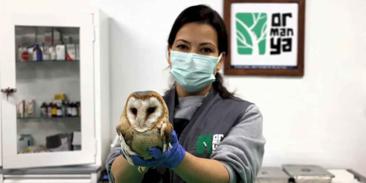 Ormanya yaban hayvanlarına umut oluyor