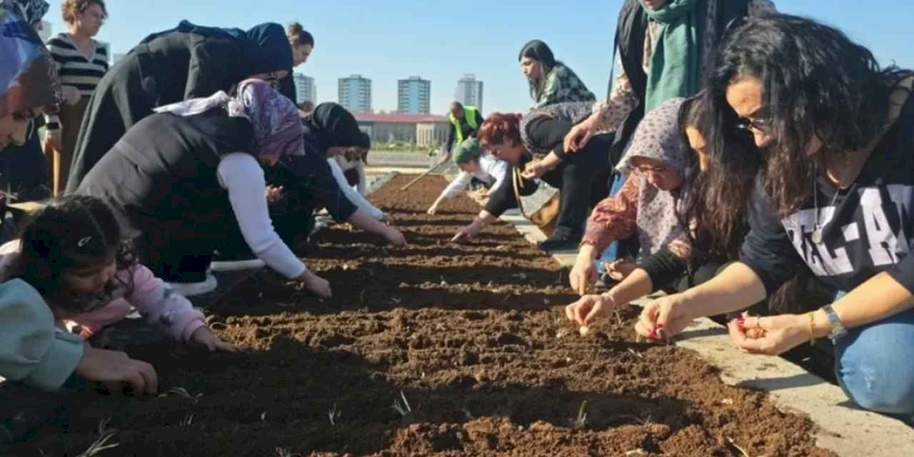 Diyarbakır Tıbbi ve Aromatik Bitkiler Atölyesi’nde safran ekimi