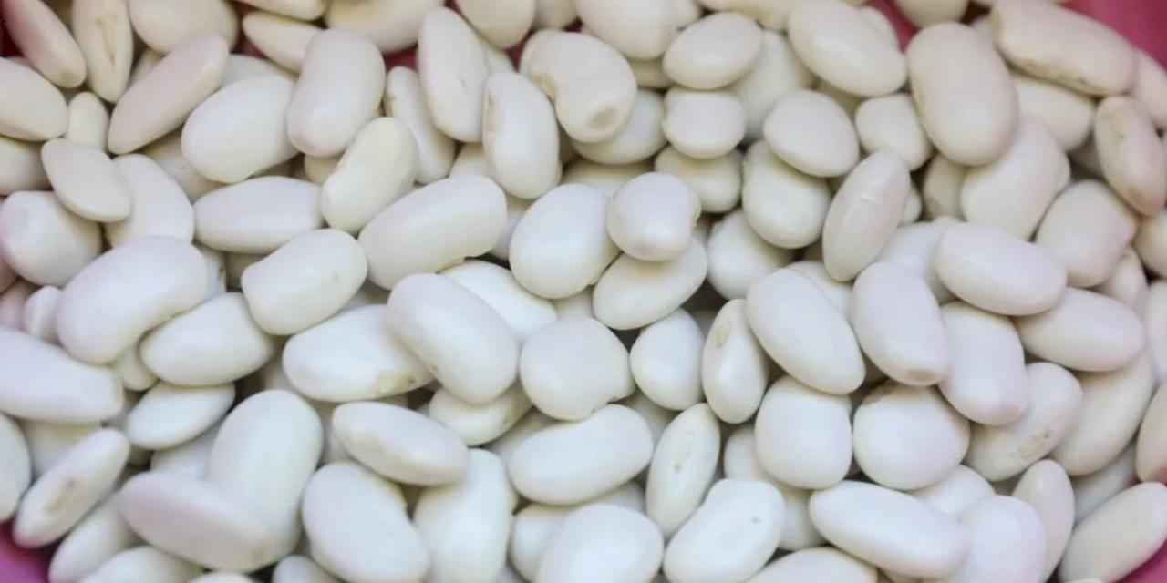 Mersin’de Leklek Fasulyesi yeniden hayat buluyor