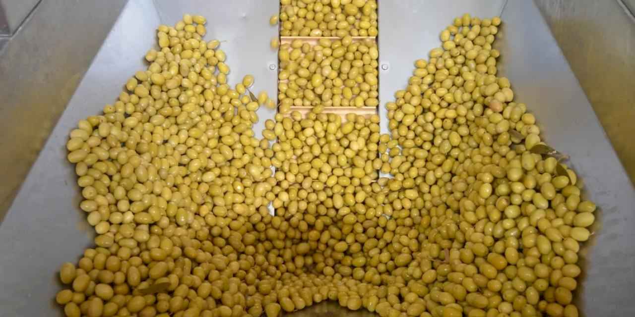 Sofralık Zeytin İhracatı Yeni Sezona Yüzde 13’lük Artışla Girdi