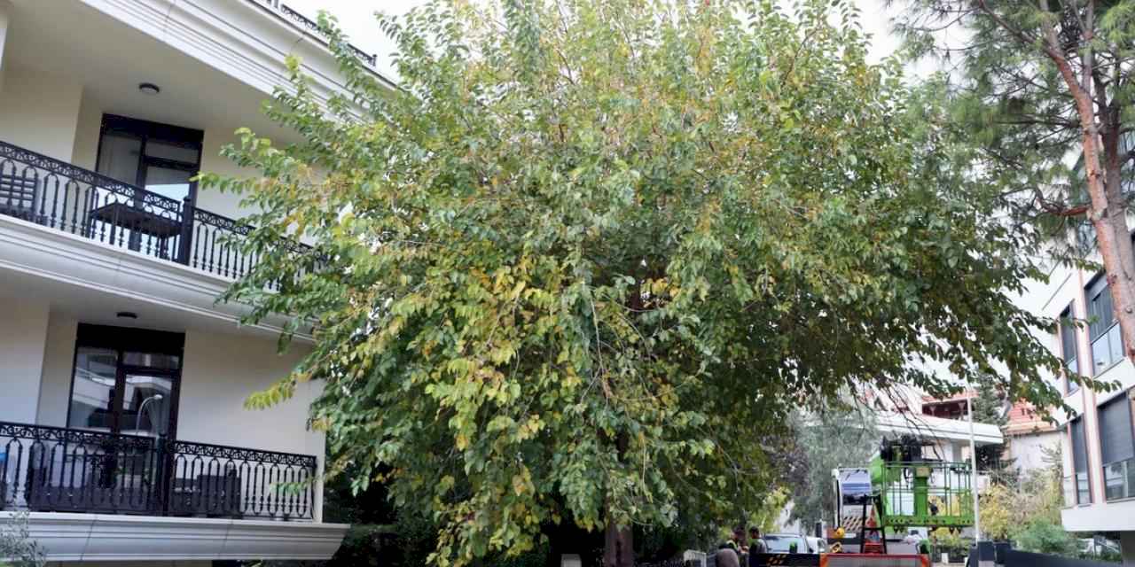 İstanbul Maltepe’de budama çalışmaları başladı