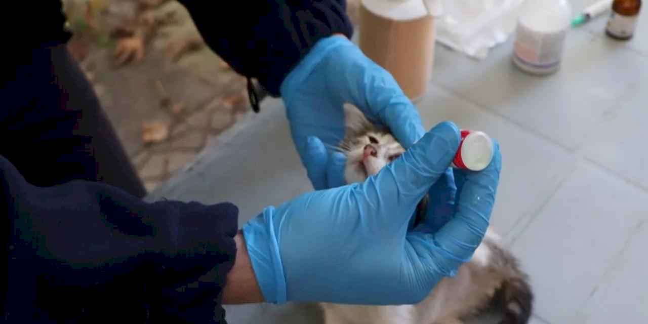 İstanbul'da hayvanlara yerinde tedavi