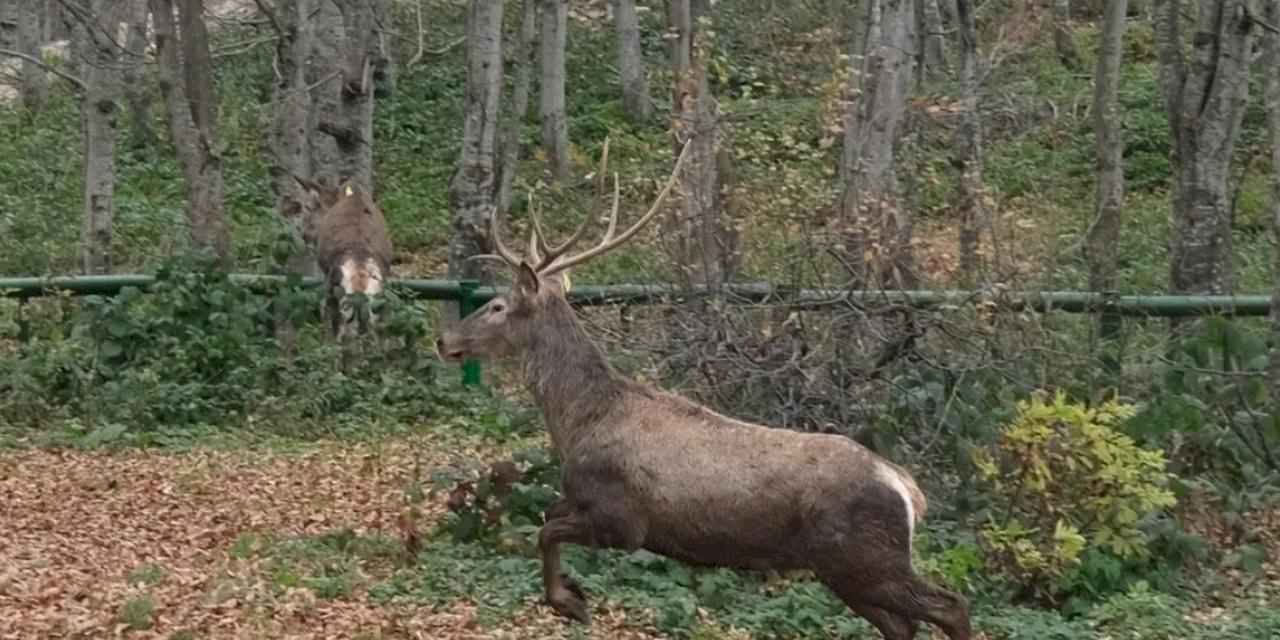 Kocaeli’de 8 kızıl geyik daha Kuzuyayla’ya salındı