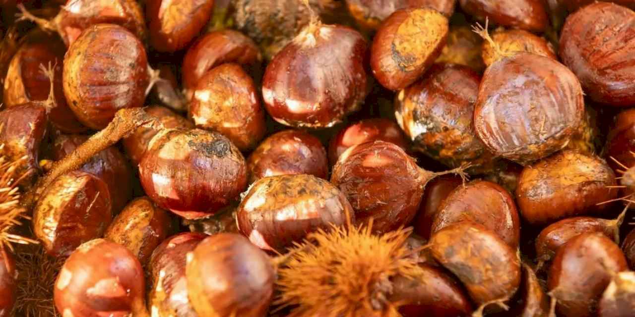 Başkan Tugay Beydağ’da kestane üreticileriyle buluştu