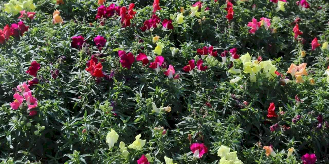 Antalya'da kışlık çiçeklerle rengarenk kent silüeti