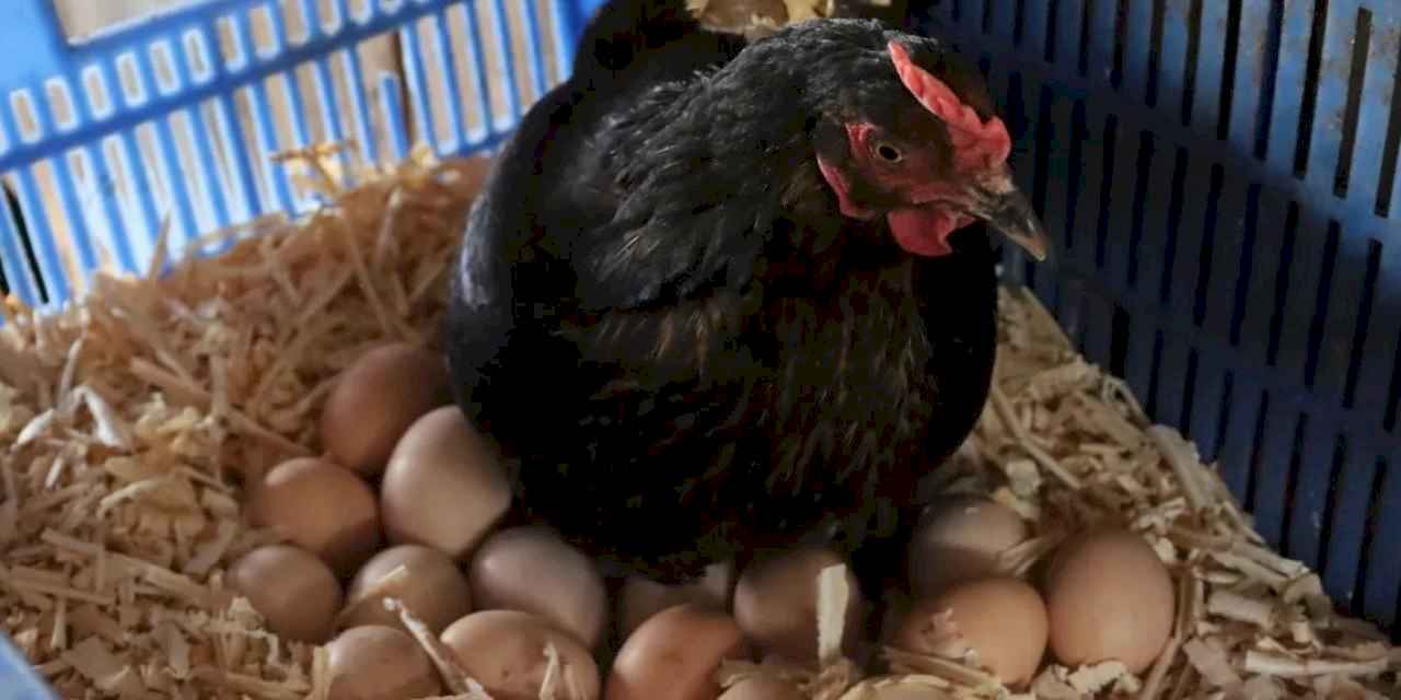 Kocaeli’de hibeli tavuk desteği üreticiye can suyu oldu