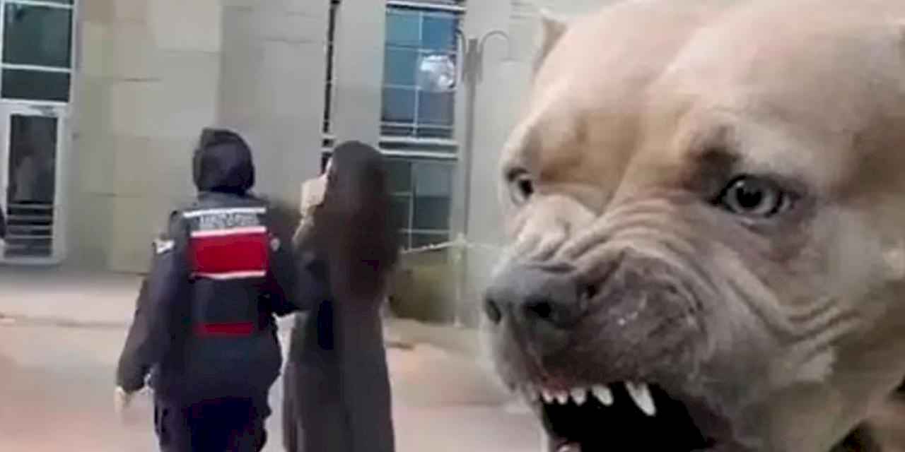 Etimesgut'ta pitbull dehşetinde yeni gelişme... Köpek sahibi tutuklandı!