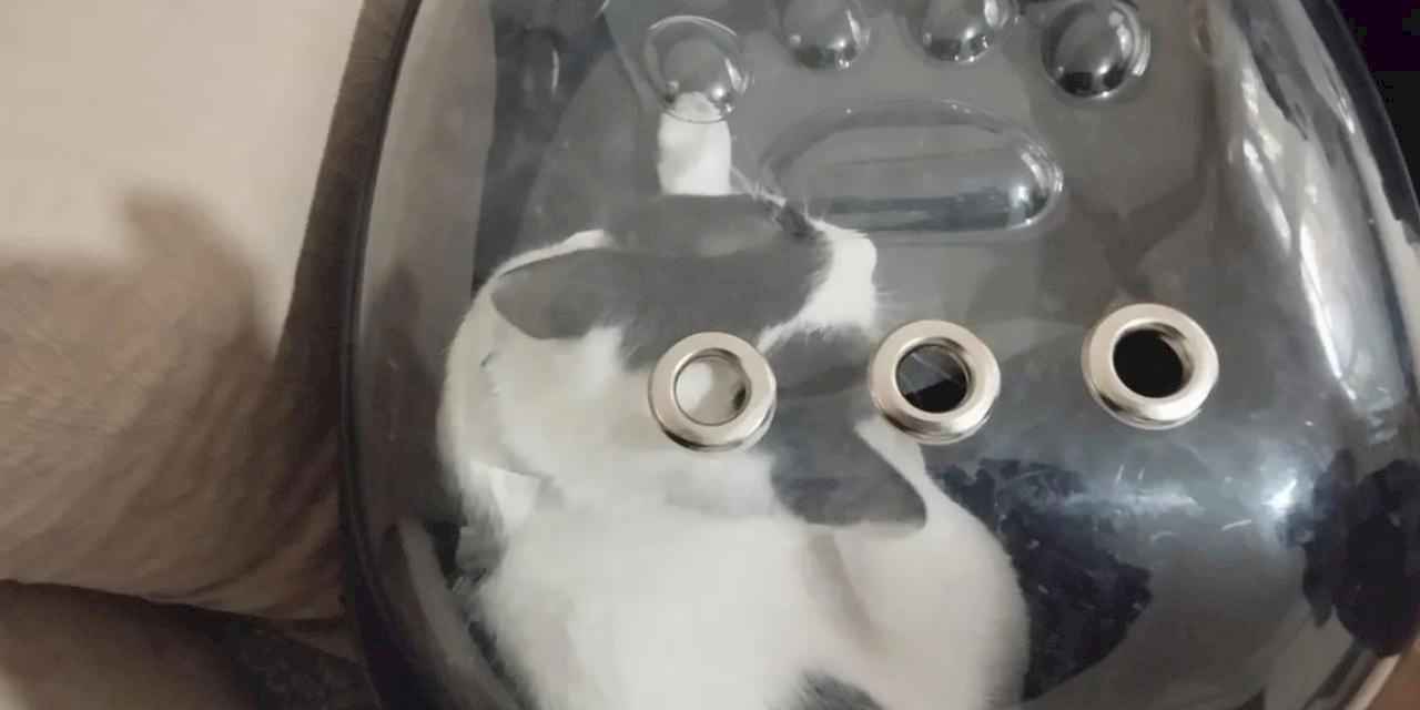 Kayseri Büyükşehir 'Tofu'yu kurtardı