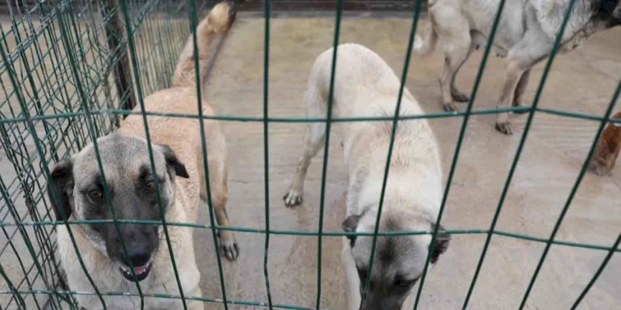Sivas Belediyesi’nden sokak hayvanlarına modern barınak