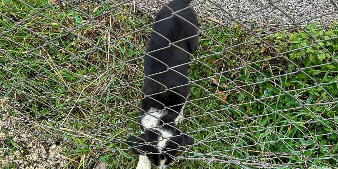 Sakarya'da 11 metrelik çukurdan sağ salim kurtarıldı