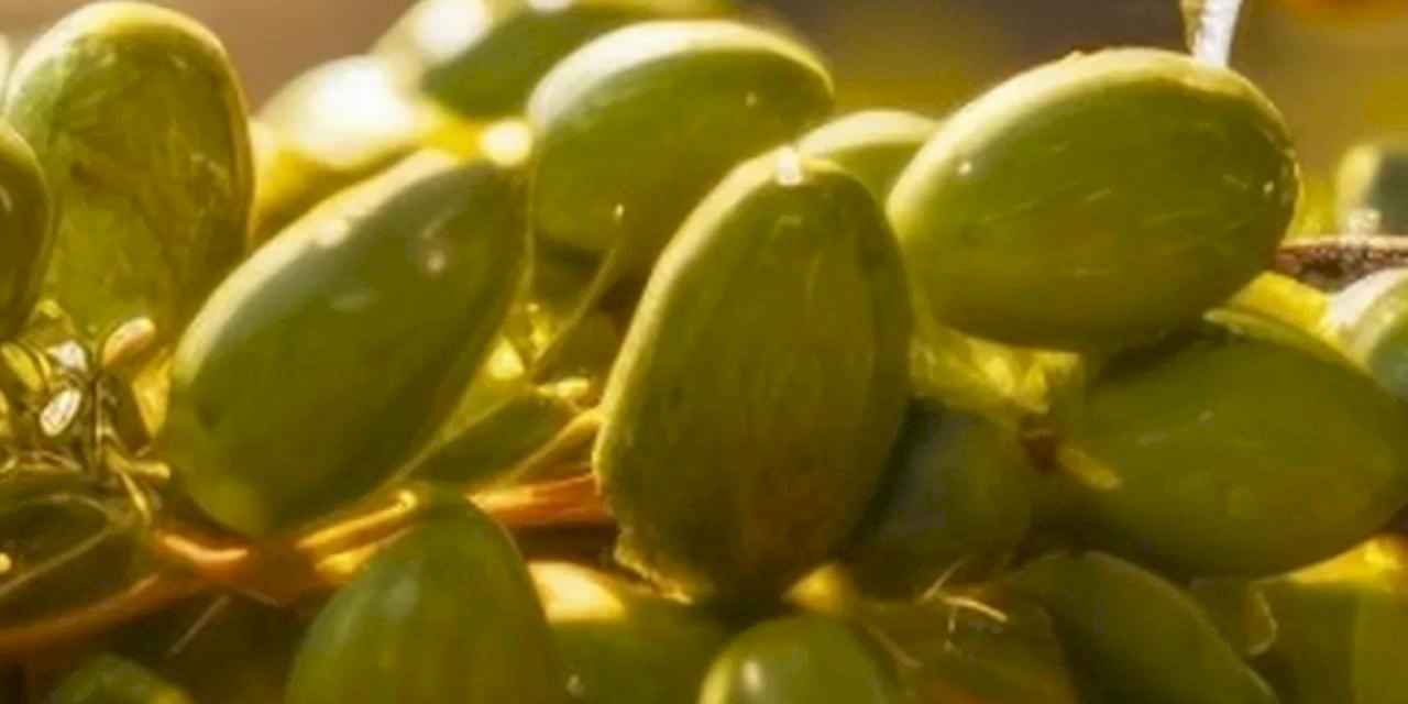 İzmir Kooperatifçilik Buluşmaları 19 Aralık’ta