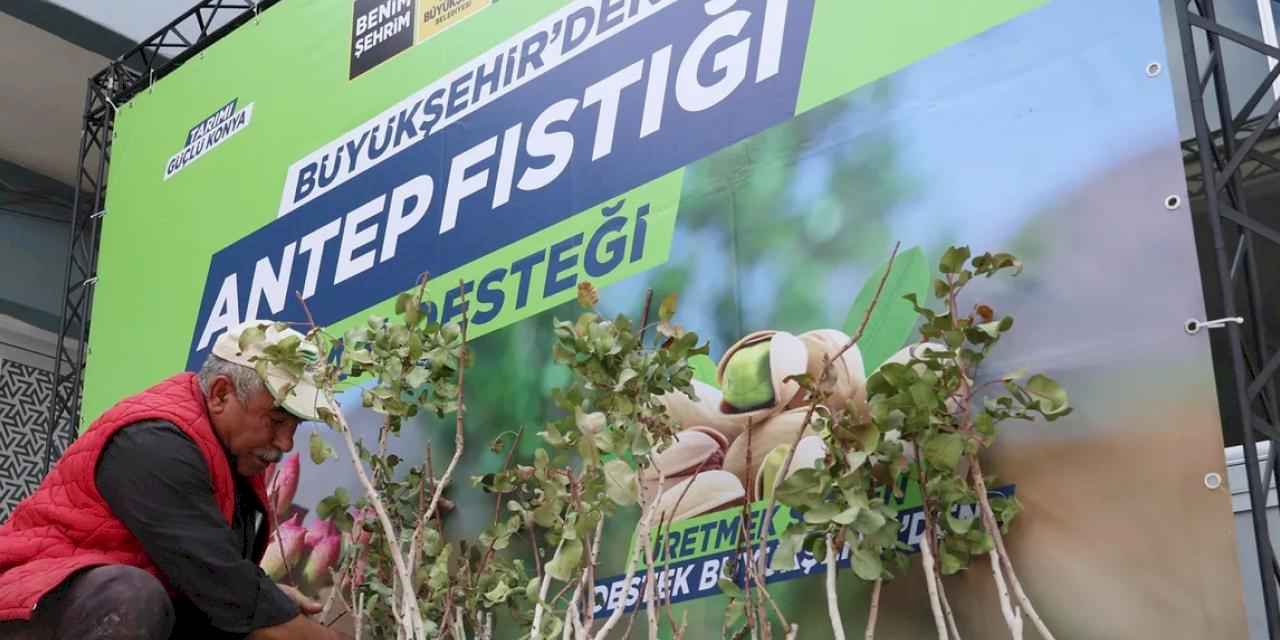 Konya'da Antep fıstığı üretimi yaygınlaşıyor