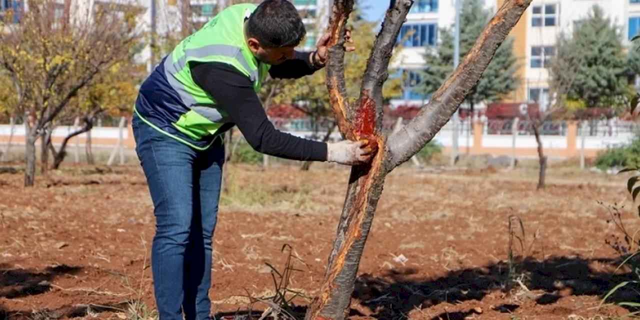 DBB özel yöntemlerle ağaçları tedavi ediyor
